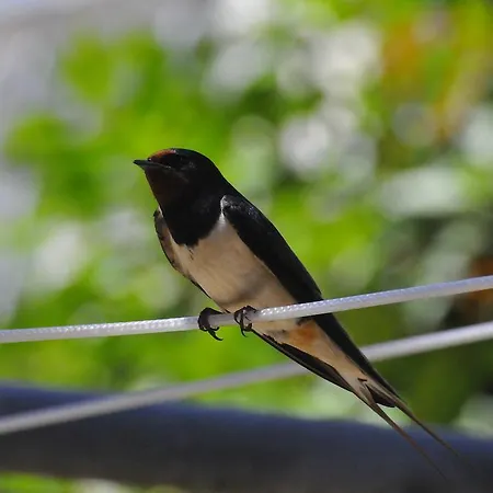 La Tavernetta Ξενοδοχείο 3*